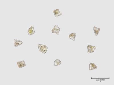 lophozia ascendens 1 brutgemmen