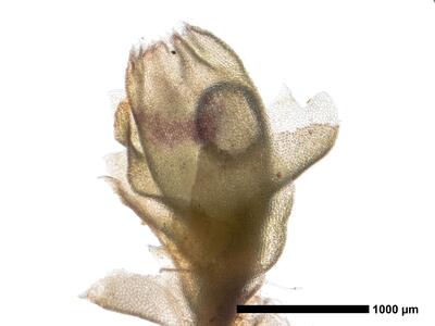 lophozia ascendens 1 habitus oberseite perianth