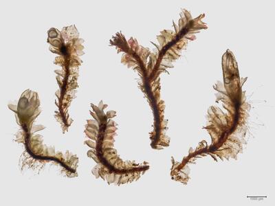 lophozia ascendens 1 habitus unterseite