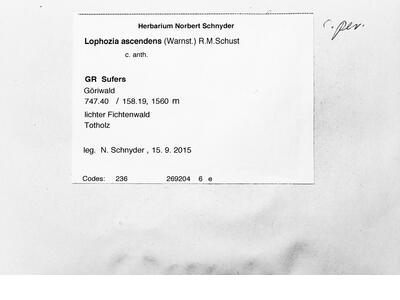 lophozia ascendens 1 herbarbeleg
