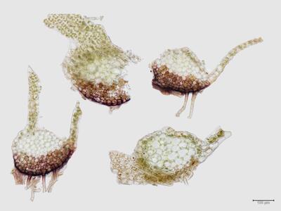 lophozia ascendens 1 stamm quer