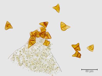 lophozia excisa brutgemmen