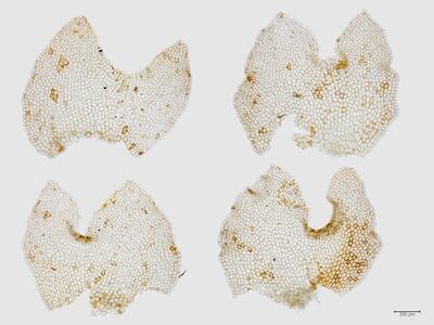 lophozia excisa flankenblatt