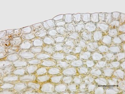 lophozia excisa flankenblatt blattrand