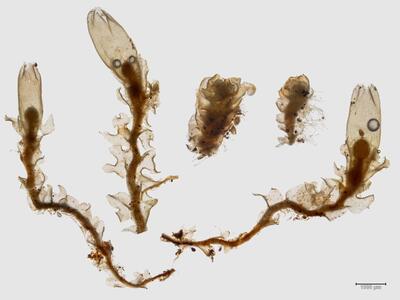 lophozia excisa habitus oberseite
