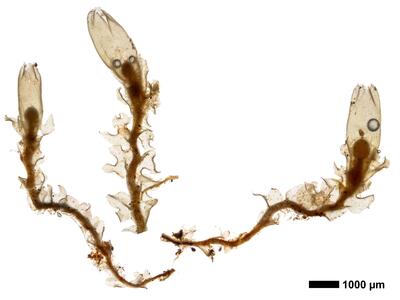 lophozia excisa habitus oberseite 1
