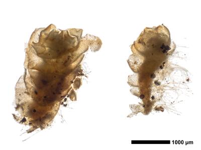 lophozia excisa habitus oberseite 2
