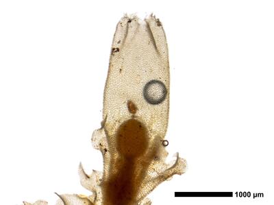 lophozia excisa habitus oberseite perianth