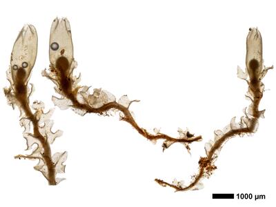 lophozia excisa habitus unterseite 1