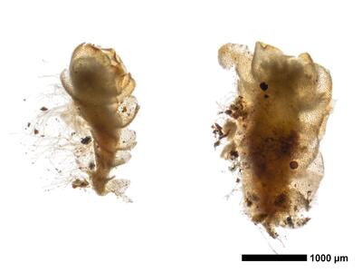 lophozia excisa habitus unterseite 2