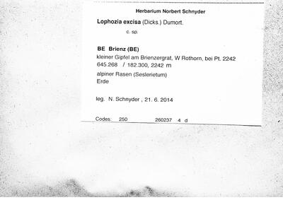 lophozia excisa herbarbeleg1