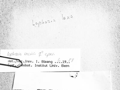 lophozia excisa herbarbeleg2