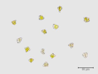 lophozia grandiretis brutgemmen