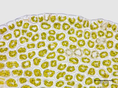 lophozia grandiretis flankenblatt blattrand