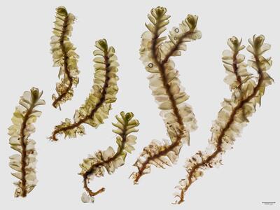 lophozia grandiretis habitus oberseite