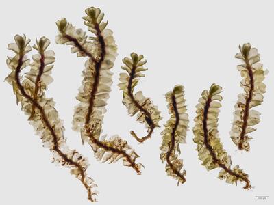 lophozia grandiretis habitus unterseite