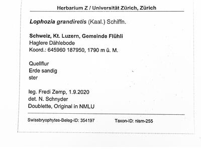 lophozia grandiretis herbarbeleg