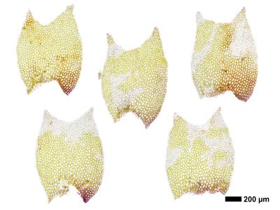 lophozia guttulata frisch flankenblatt