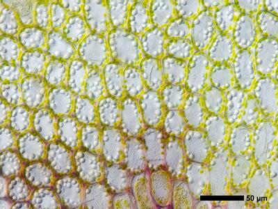 lophozia guttulata frisch flankenblatt blattbasis
