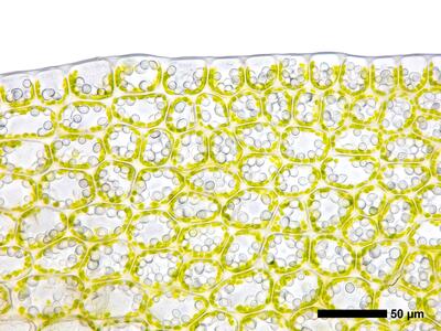 lophozia guttulata frisch flankenblatt blattrand