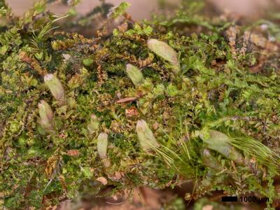 lophozia guttulata frisch habitus