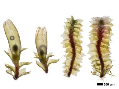 lophozia guttulata frisch habitus oberseite