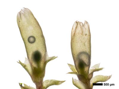 lophozia guttulata frisch habitus oberseite perianth