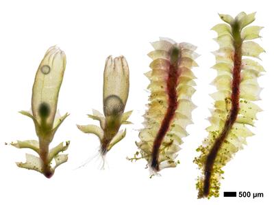 lophozia guttulata frisch habitus unterseite