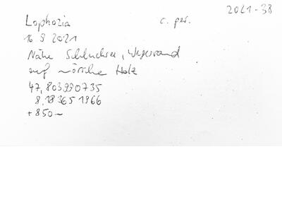 lophozia guttulata frisch herbarbeleg