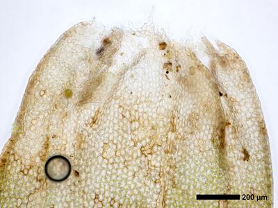 lophozia guttulata frisch perianthmuendung