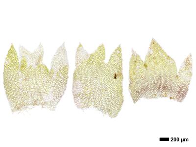 lophozia guttulata frisch perichaetialblatt
