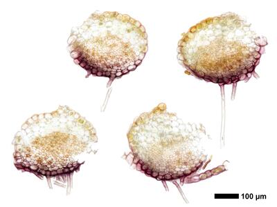 lophozia guttulata frisch stamm quer