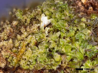 lophozia incisa 1 habitus
