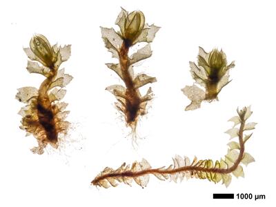 lophozia incisa 1 habitus oberseite