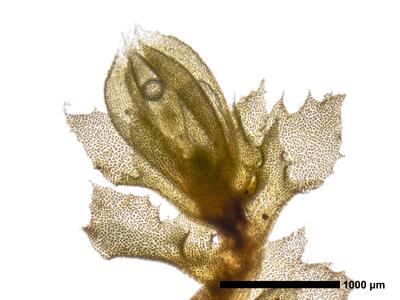 lophozia incisa 1 habitus oberseite perianth1