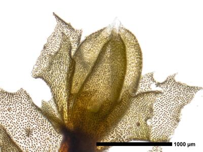 lophozia incisa 1 habitus oberseite perianth2