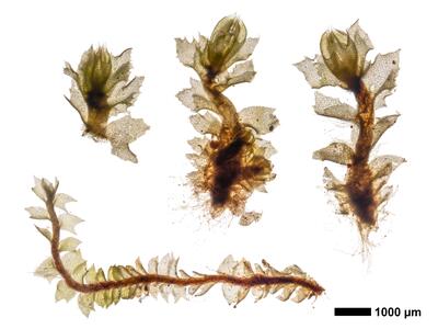 lophozia incisa 1 habitus unterseite