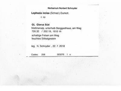lophozia incisa 1 herbarbeleg
