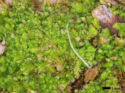 lophozia incisa 2 habitus