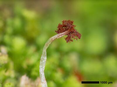 lophozia incisa 2 habitus kapsel