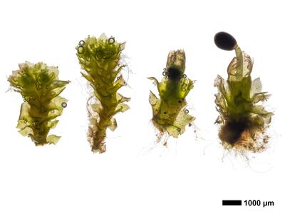 lophozia incisa 2 habitus oberseite