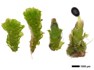 lophozia incisa 2 habitus oberseite macro