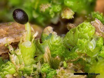 lophozia incisa 2 habitus perianth