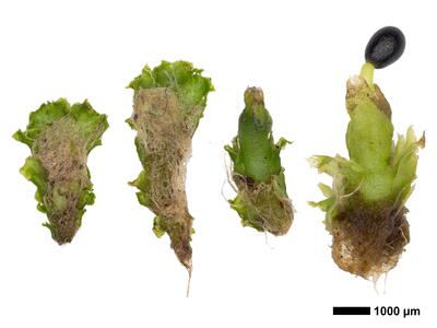 lophozia incisa 2 habitus unterseite macro
