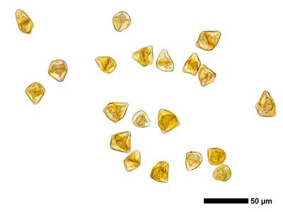 lophozia longidens 1 brutgemmen