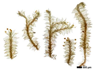 lophozia longidens 1 habitus oberseite