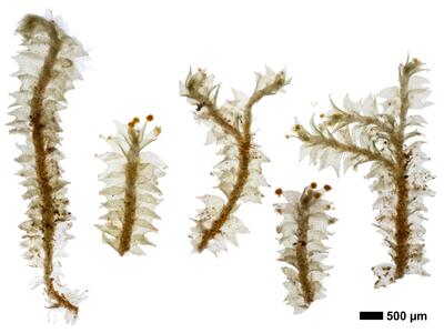 lophozia longidens 1 habitus unterseite
