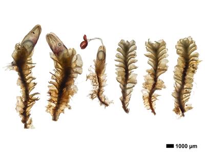 lophozia longiflora 1 habitus oberseite