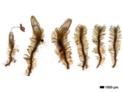 lophozia longiflora 1 habitus unterseite