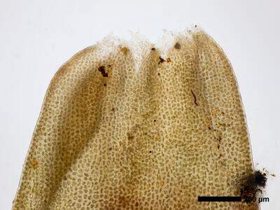 lophozia longiflora 1 perianthmuendung